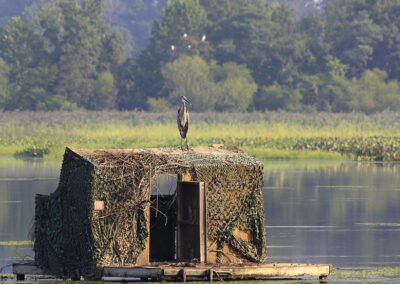 Accotink Bay Wildlife Refuge in Fort Belvoir