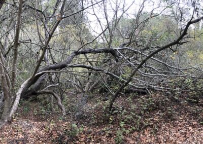 Tilden Woods in North Bethesda